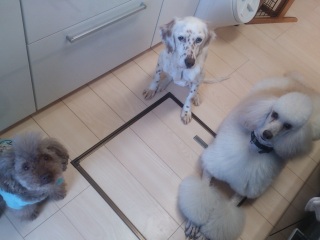 �V�`�[������