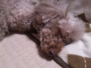 ���₷��(-.-)Zzz