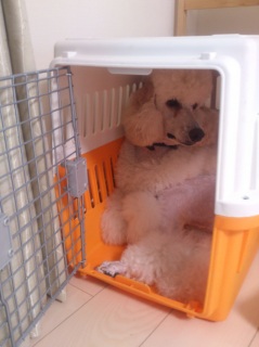 ���肿���