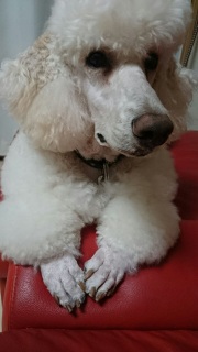 �O�̎肪�A�A�A
